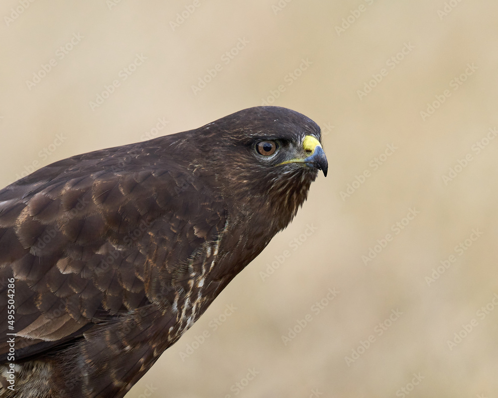 Fototapeta premium Common buzzard (Buteo buteo)