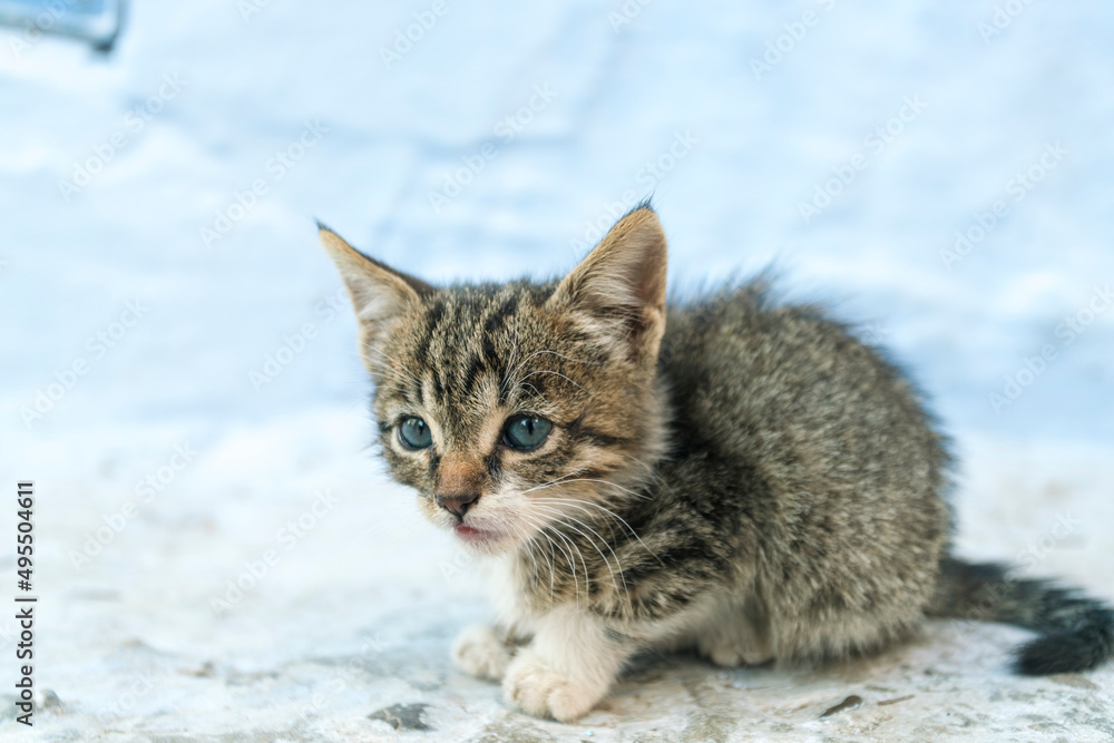 Morocco, Chefchaouen, Kitten on wall Morocco, Chefchaouen, Kitten on wall