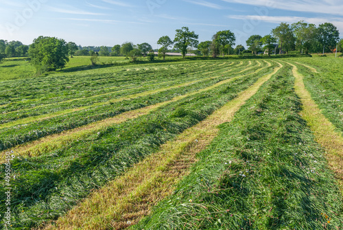 Fotografía Herbage, foin, andainage Ray grass d'Italie. Andains