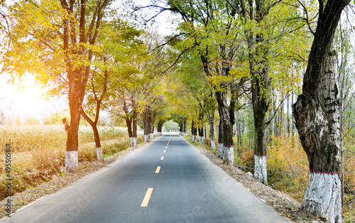 Scenic road through autumn trees