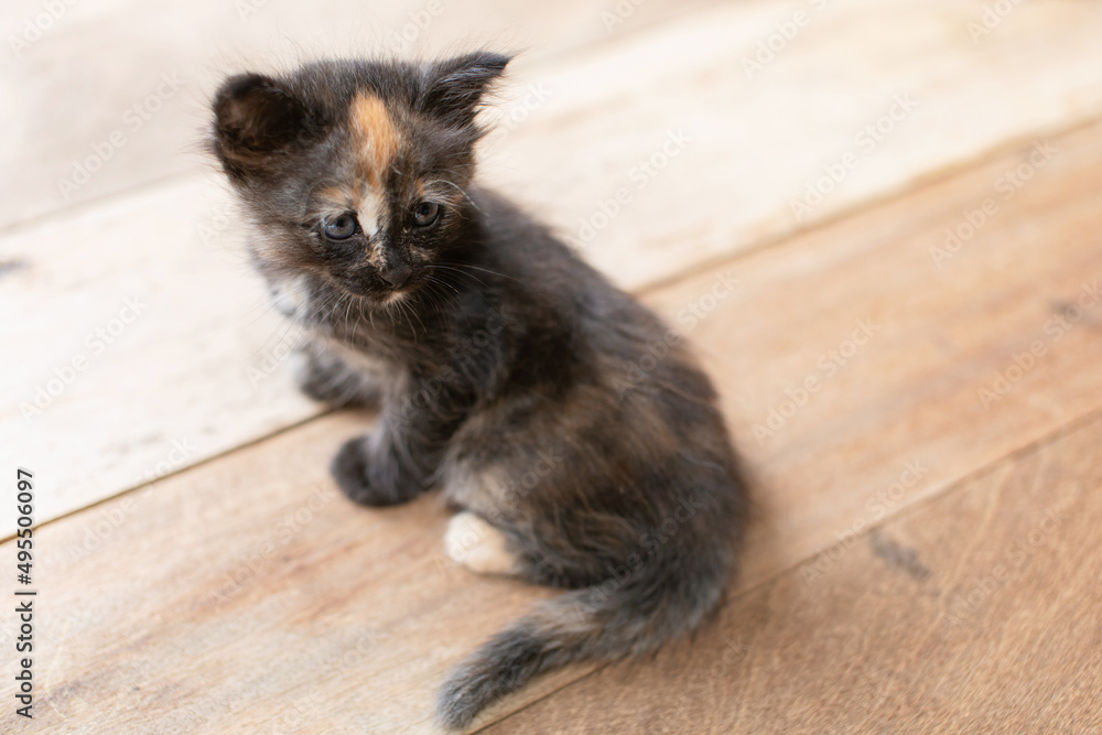 Obraz premium cute kitten sitting on a wooden table in the living room