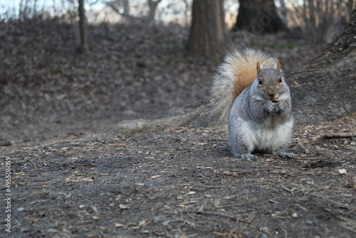 Squirrel at Central Park, NYC