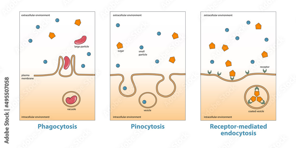 Variations of endocytosis: phagocytosis, pinocytosis, receptor-mediated endocytosis. Various types of endocytosis, uptake of matter through plasma membrane invagination and vacuole, vesicle formation
