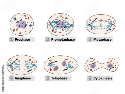 The process of karyokinesis (or mitosis) is divided into five stages: prophase, prometaphase, metaphase, anaphase, and telophase. photo