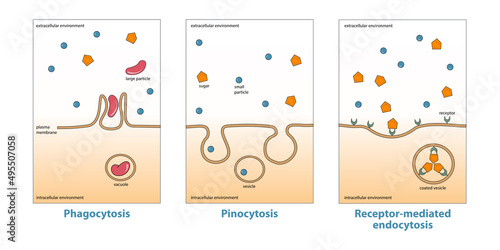 Variations of endocytosis: phagocytosis, pinocytosis, receptor-mediated endocytosis. Various types of endocytosis, uptake of matter through plasma membrane invagination and vacuole, vesicle formation photo