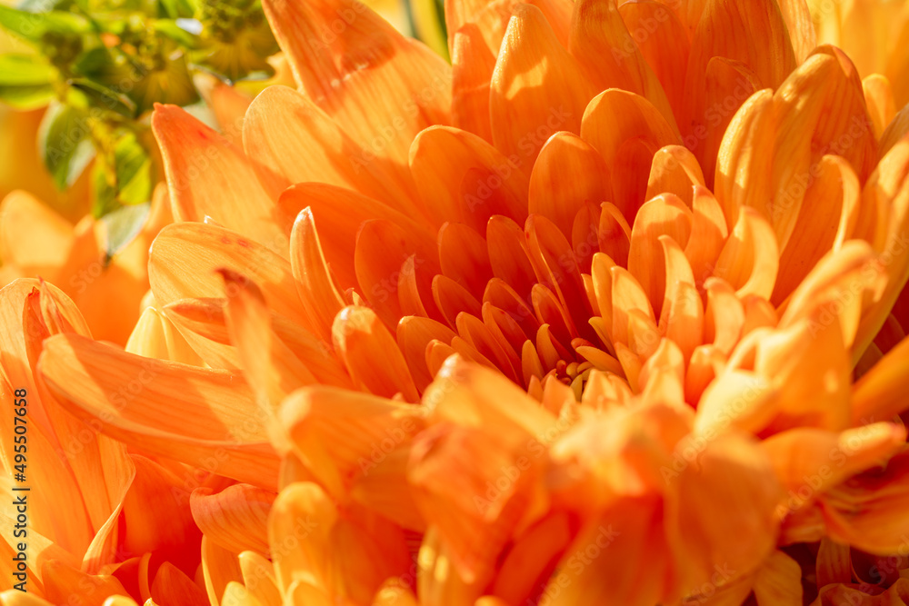 Yellow, and orange Aster flowers starting to bloom. Yellow, and orange Aster flowers starting to bloom.