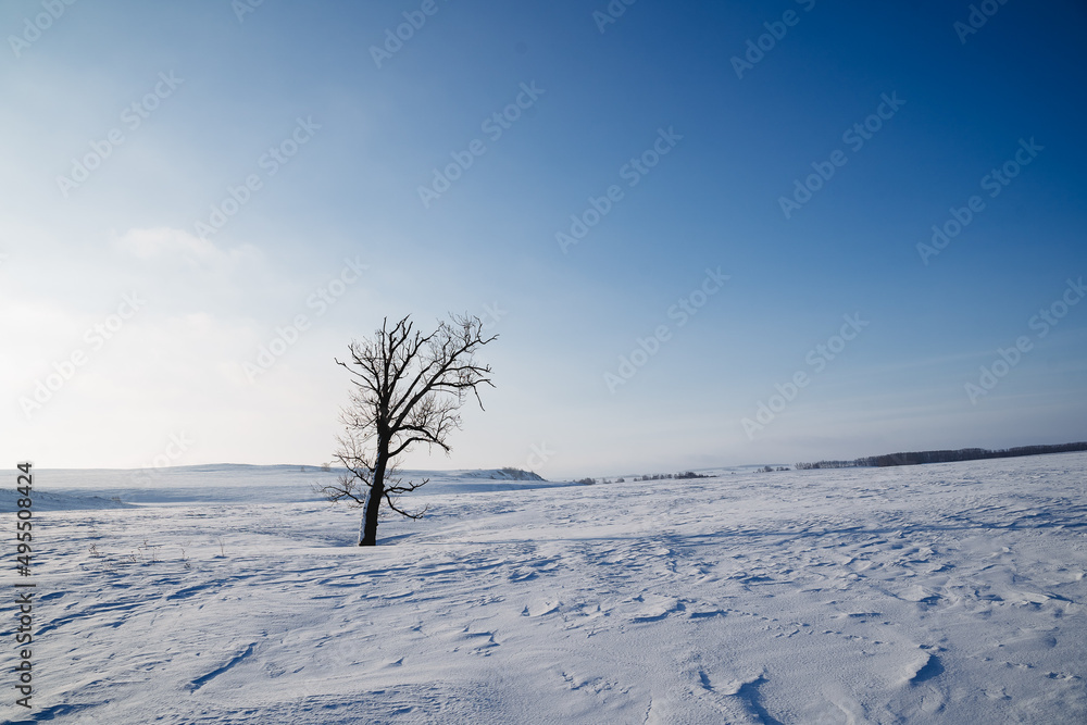 Minimalism winter landscape, tree in the snow, black trunk, oak grows in winter against the sky, cold weather blue sky, frosty day. Minimalism winter landscape, tree in the snow, black trunk, oak grows in winter against the sky, cold weather blue sky, frosty day.