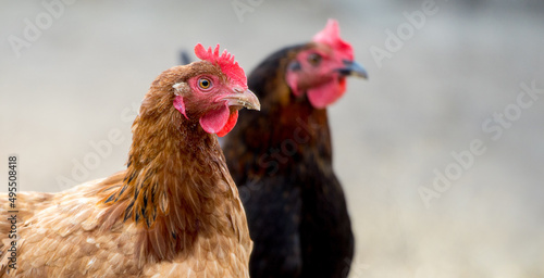 Brown hen in bio farm. Outdoor free range chicken.