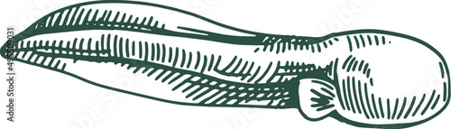 Tadpole Frog Hand Drawn Illustration