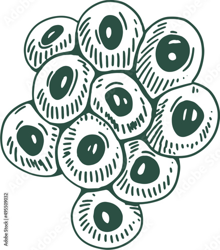 Frog Eggs Hand Drawn Illustration