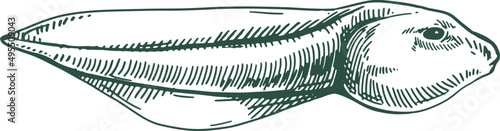 Tadpole Frog Hand Drawn Illustration