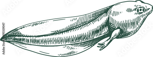 Tadpole Frog Hand Drawn Illustration
