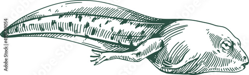 Tadpole Frog Hand Drawn Illustration