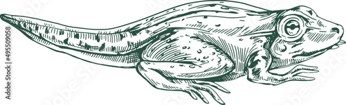 Tadpole Frog Hand Drawn Illustration