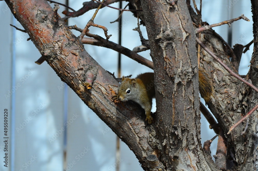 A Red Squirrel on a Tree A Red Squirrel on a Tree