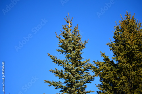 Spruce Tree against a Blue Sky