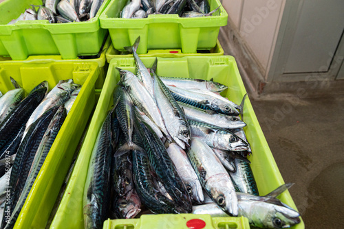 Verdel, Caballa  mackerel , entering port and put up for auction 