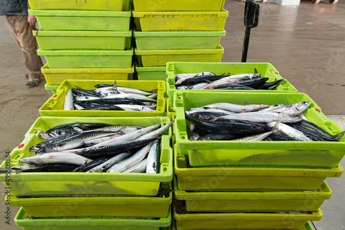 Verdel, Caballa  mackerel , entering port and put up for auction 
