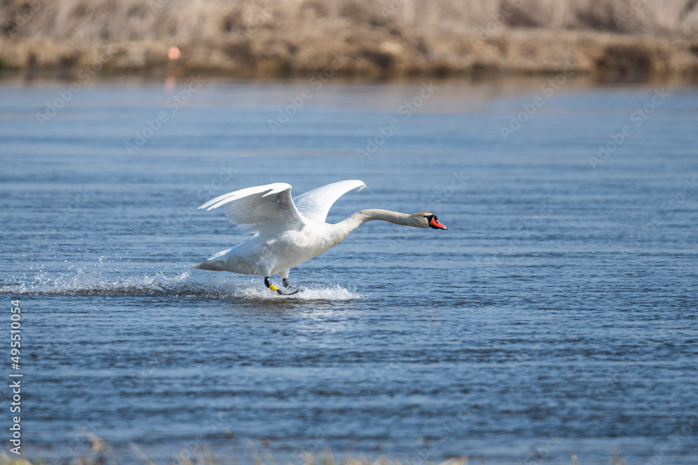 landing of the swan