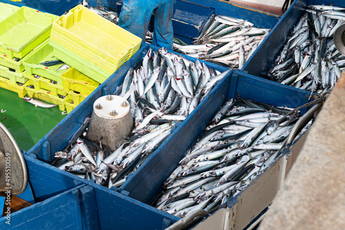 Verdel, Caballa  mackerel , entering port and put up for auction 
