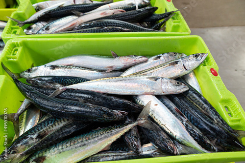 Verdel, Caballa  mackerel , entering port and put up for auction 