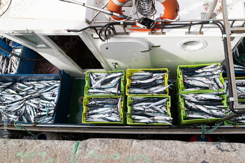 Verdel, Caballa  mackerel , entering port and put up for auction 