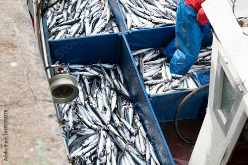 Verdel, Caballa  mackerel , entering port and put up for auction 