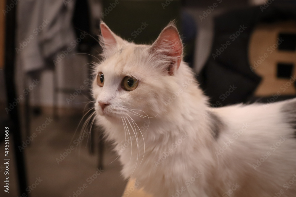 아기고양이 아기고양이