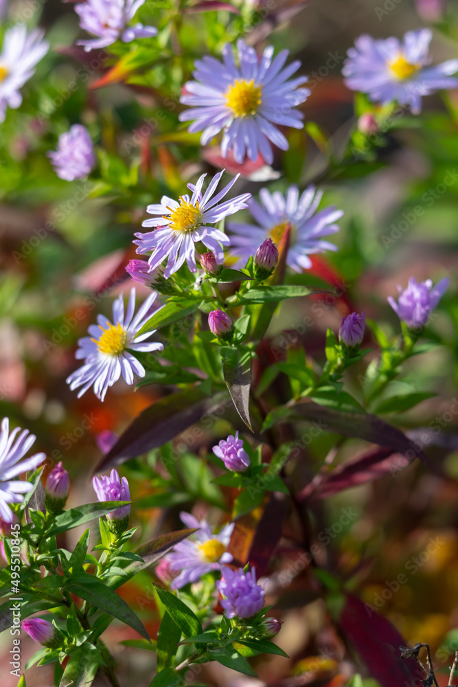bush of michaelmas daisy flowers close up bush of michaelmas daisy flowers close up