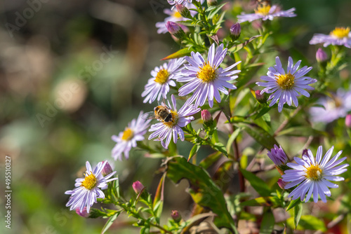 close up of a bee on a bush of michaelmas daisy
