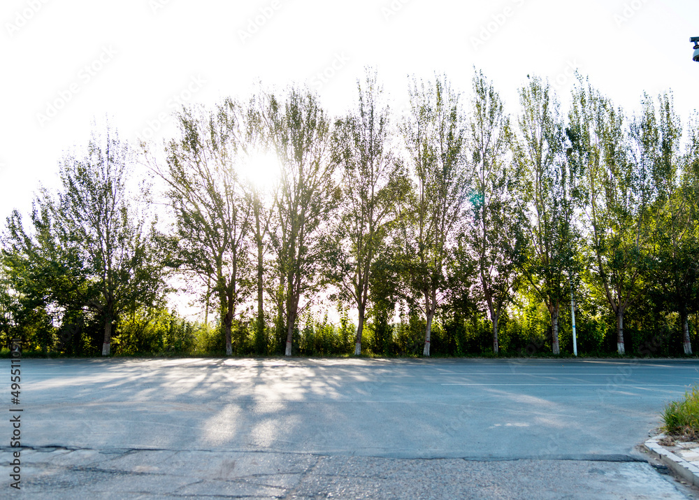 custom made wallpaper toronto digitalBeautiful view of the asphalt road and green trees