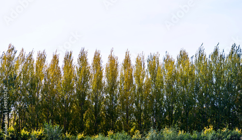 Fotografie Rows of poplar trees in early autumn