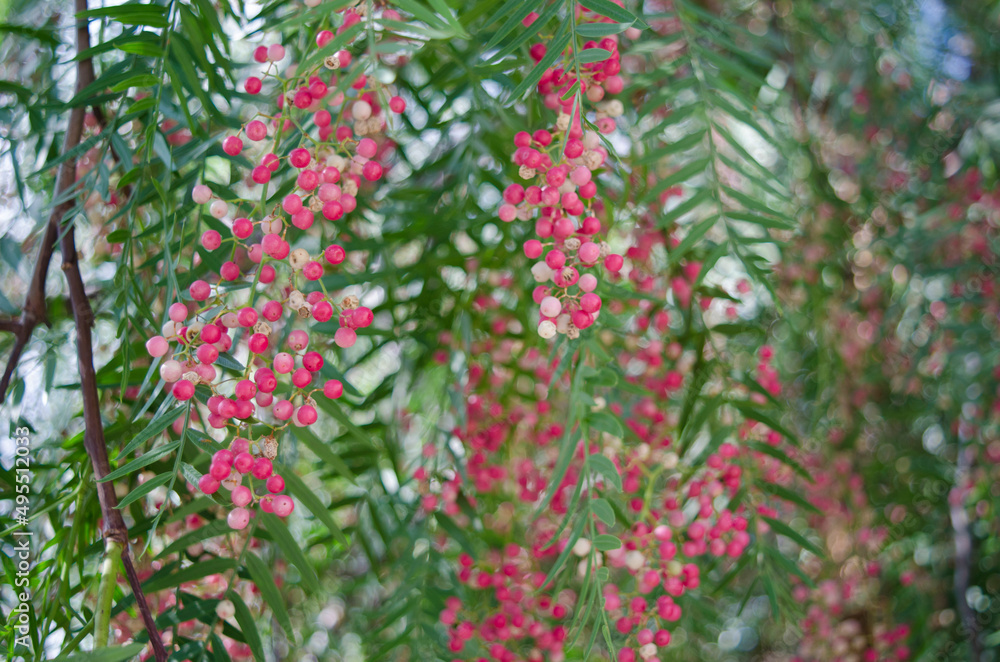 Peppercorn berries, Schinus molle