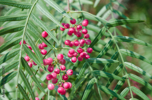 Peppercorn berries, Schinus molle