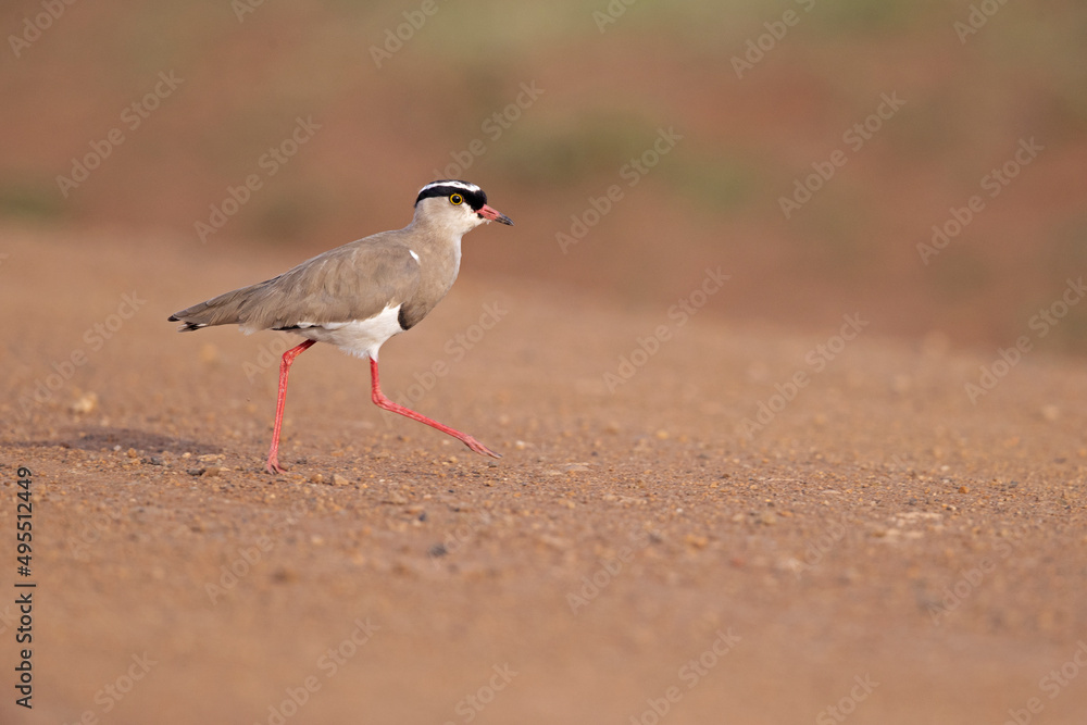 Crowned lapwing (Vanellus coronatus) foraging in a dry meadow. Crowned lapwing (Vanellus coronatus) foraging in a dry meadow.