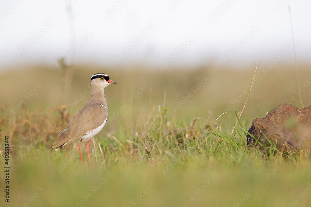 Crowned lapwing (Vanellus coronatus) foraging in a dry meadow. Crowned lapwing (Vanellus coronatus) foraging in a dry meadow.