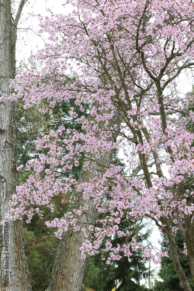 Rosa Kirschblüten im Frühling