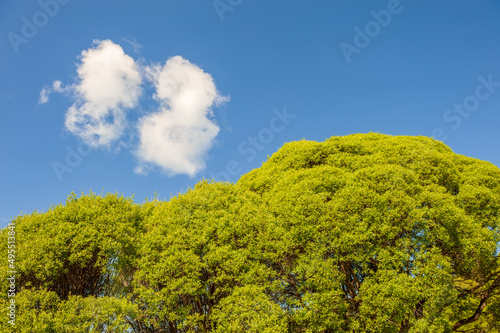The crown of a tree with green spring foliage against the background of a blue sky with a cloud.