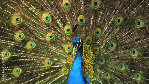 Colourful peacock shows his feathers to female. peacock mating ritual.