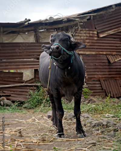 Young black buffalo standing in the field in front of her iron tin made house