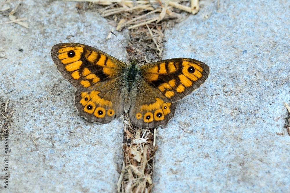 Schmetterlinge: Mauerfuchs (Lasiommata megera), Wall. Schmetterlinge: Mauerfuchs (Lasiommata megera), Wall.