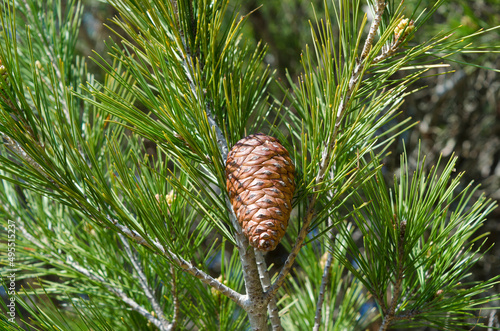 Cones of Pinus halepensis, Aleppo pine