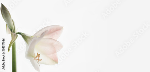 isolate white background Amaryllis flower belongs to the bulbous corms remain viable for up to 20 years. The plant is very similar to another flower of the Amaryllis family hippeastrum