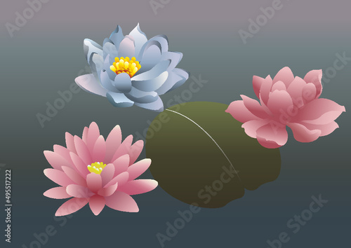 Lotus 