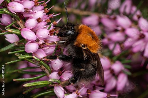 Königin einer Baumhummel (Bombus hypnorum) auf Heidekraut (Erica sp.) photo