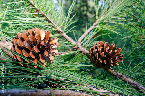 Canvas Print Cones of Pinus pinaster, maritime pine