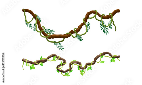 Creeper climbing branches with green leaves set. Tropical hanging plants vector illustration