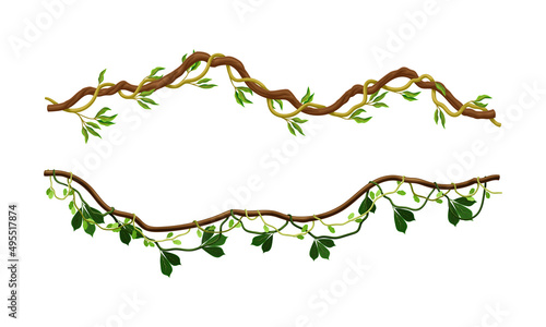 Climbing branches with green leaves set. Tropical climbing plants vector illustration