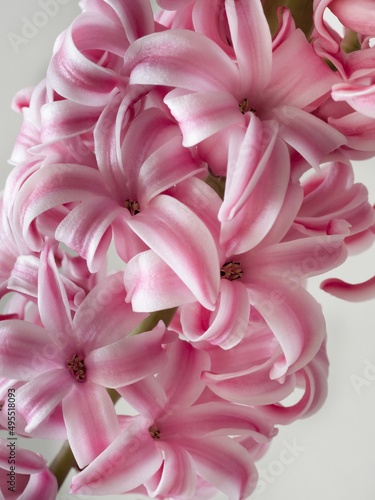 Pink hyacinth flower (inflorescence), detail, white background © pavlazi