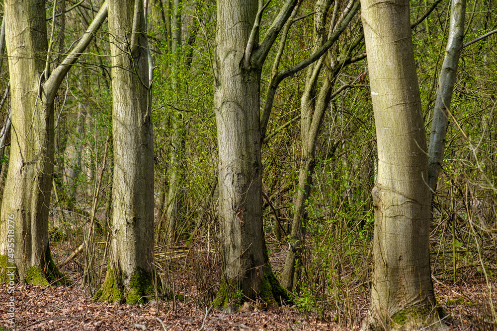 Obraz premium Bomen - Trees